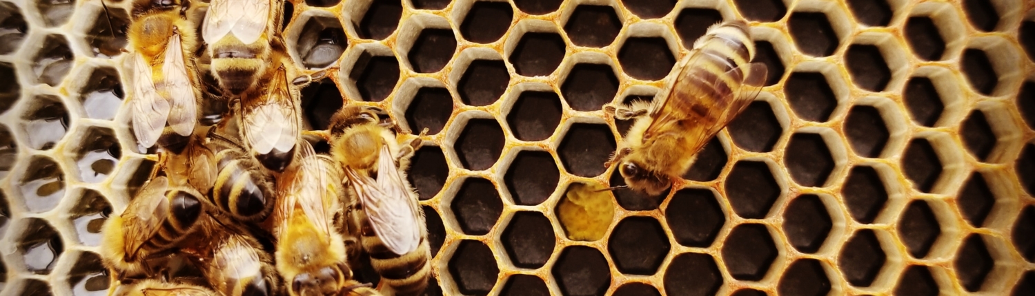 honingbij op bijenraat