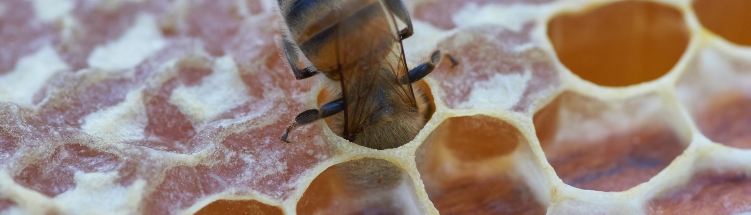 honingbij in bijenraat